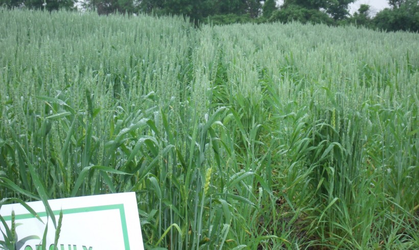 “13% yield increase on winter wheat”