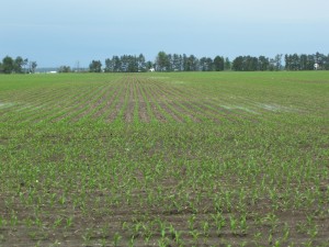  SumaGroulx Corn field on Brown Road and Colberg Lane, facing Farley from Colberg Lane.