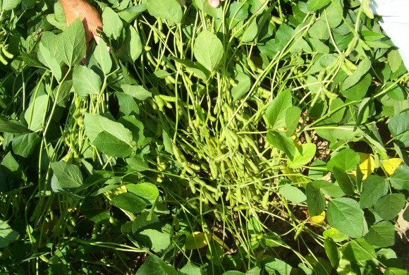 “My soybeans went 50+ bushel per acre”