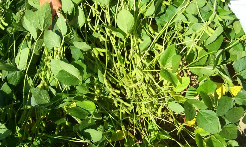 “My soybeans went 50+ bushel per acre”