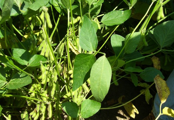  Soybean pods