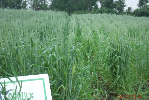 “13% yield increase on winter wheat”