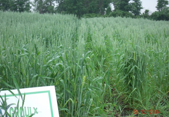  Wheat: Left side has SumaGroulx applied. Right side is without SumaGroulx.