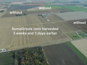  SumaGroulx corn field was able to be harvested 3+ weeks earlier than boarding corn fields.