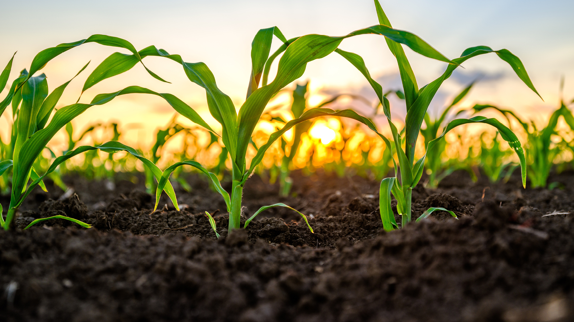 Small corn sprouting out of rich soil in farm field with sunrise in background peaking through the small corn stalks