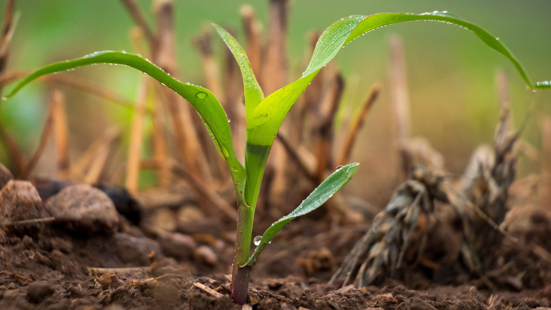 Corn sprouting in red wheat crop residue after Exciter application