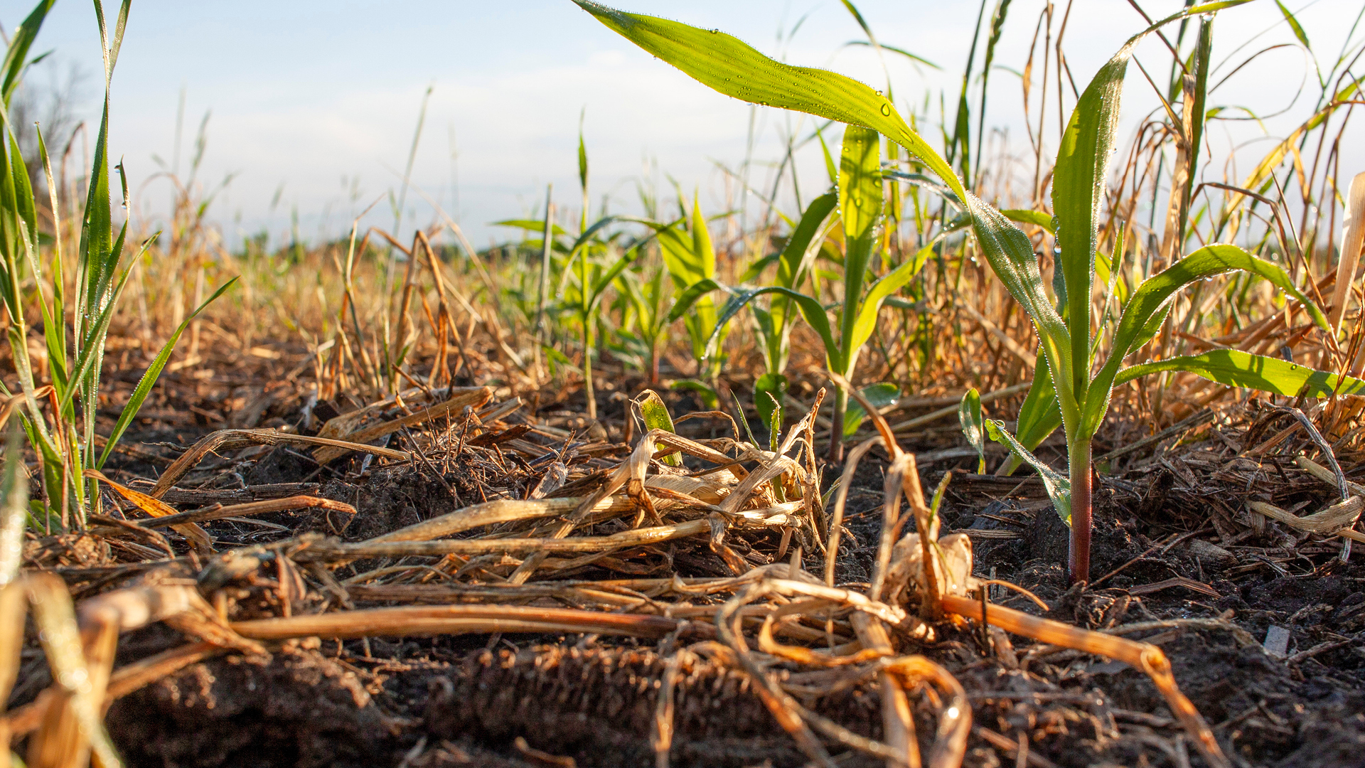 Corn sprouting in crop residue after Exciter application
