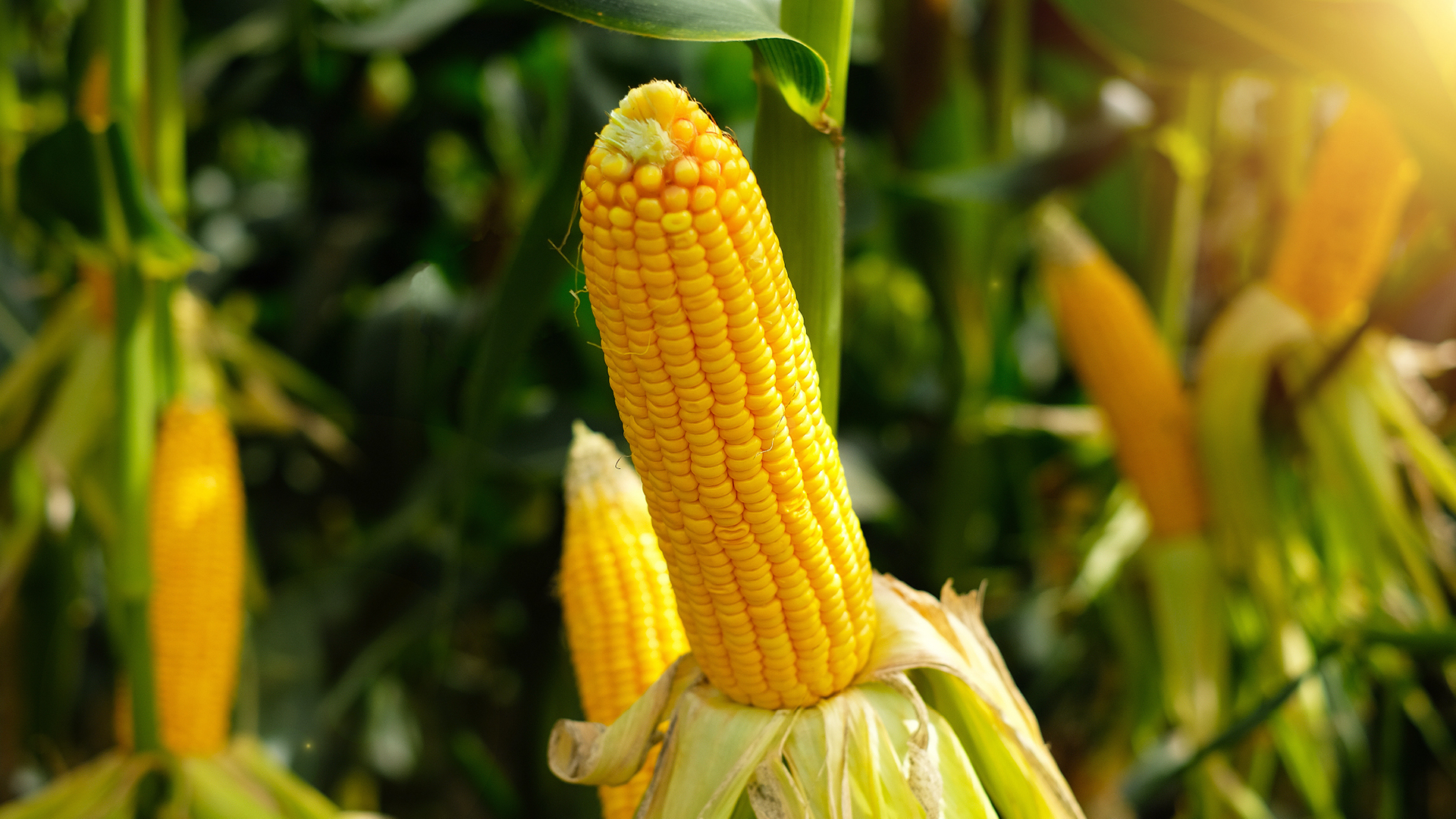 Healthy ears of corn exposed in field