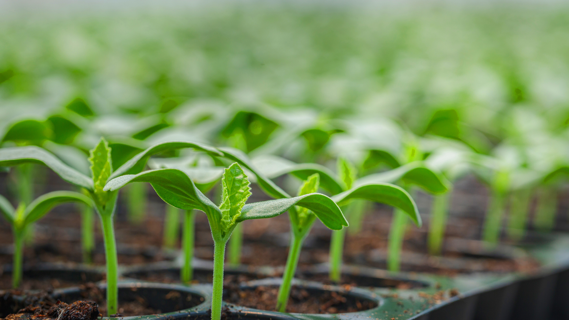 Melon Seedlings in a large tray
