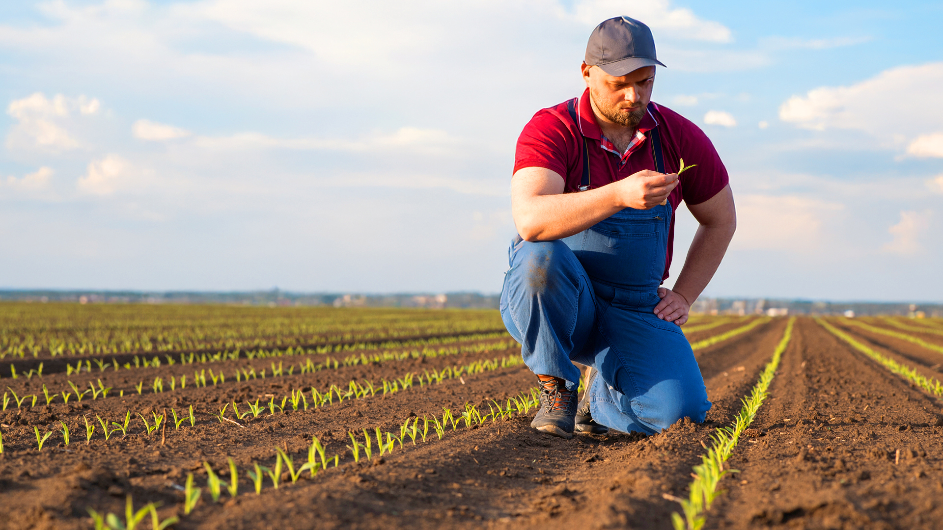 6 Farmer Checking Corn Sprouts in Field